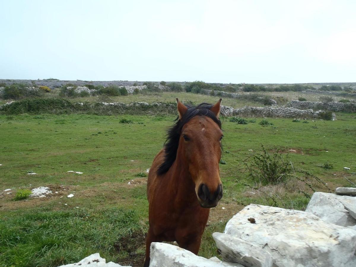 A Casa Da Serra - Alojamento Local Casal Velho エクステリア 写真